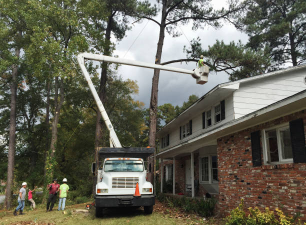  St Clair, MI Tree Removal Services Pros