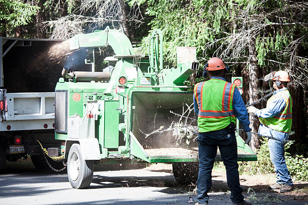 Best Hazardous Tree Removal  in St Clair, MI